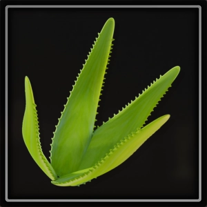 ItemFloraAloeVera.webp