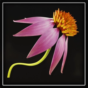 ItemFloraEchinacea.webp