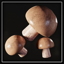 Mushrooms