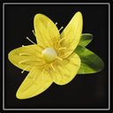 St. John's Wort